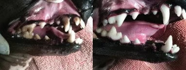Cepillo con Gel - Cuidado Oral para Perros y Gatos – Gel de Uso Rápido