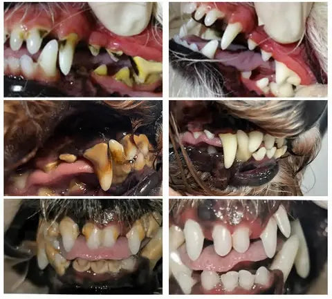 Cepillo con Gel - Cuidado Oral para Perros y Gatos – Gel de Uso Rápido