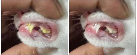 Cepillo con Gel - Cuidado Oral para Perros y Gatos – Gel de Uso Rápido